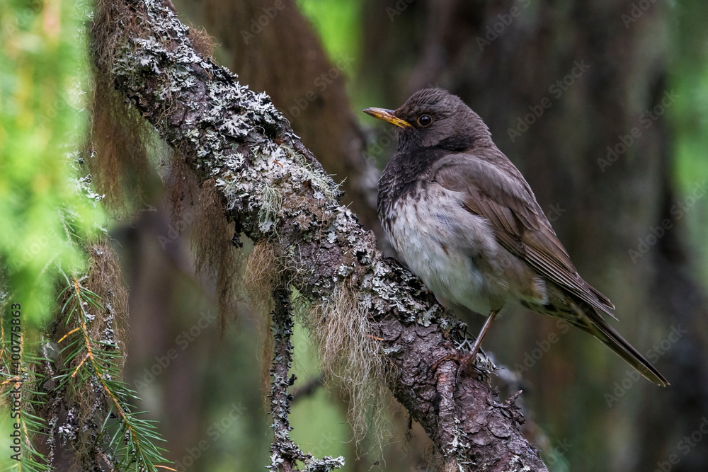 Obraz premium Zwartkeellijster; Black-throated Thrush; Turdus atrogularis