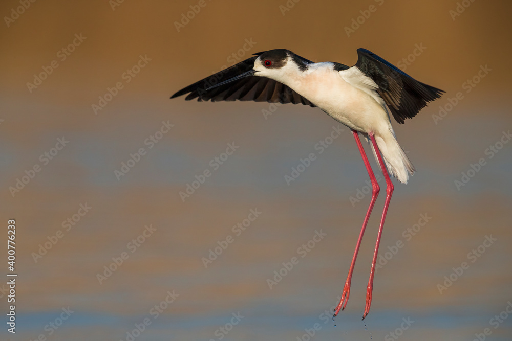 Fototapeta premium Steltkluut, Black-winged Stilt, Himantopus himantopus
