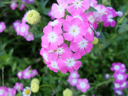 pink and purple flowers