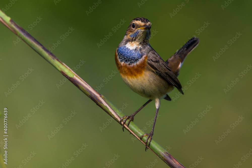 Fototapeta premium Blauwborst, White-spotted Bluethroat, Luscinia svecica