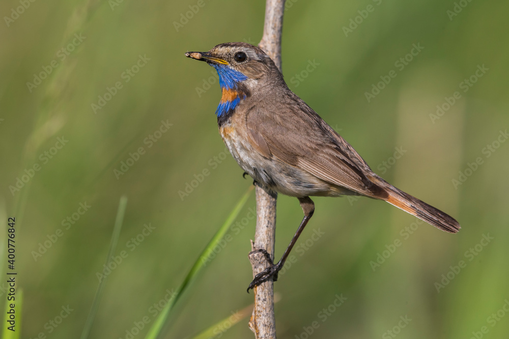 Red-spotted Bluethroat, Roodgesterde Blauwborst, Luscinia svecica Red-spotted Bluethroat, Roodgesterde Blauwborst, Luscinia svecica