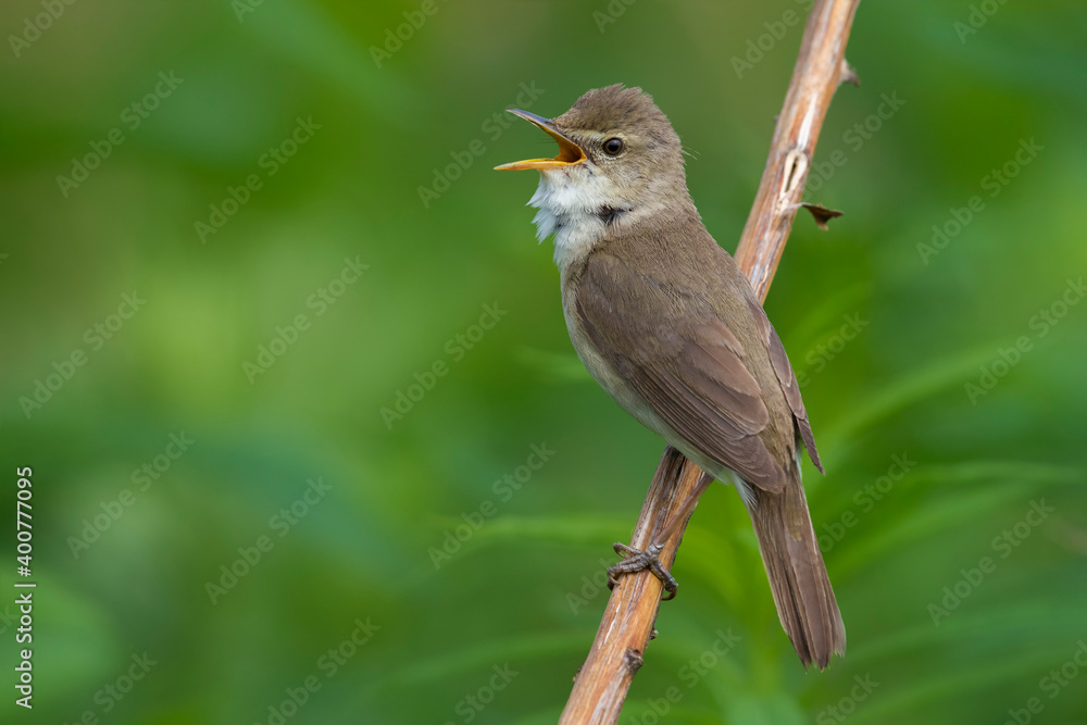 Fototapeta premium Blyth's Reed Warbler, Struikreedzanger, Acrocephalus dumetorum