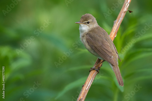 Blyth's Reed Warbler, Struikreedzanger, Acrocephalus dumetorum photo