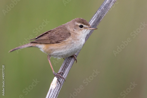 Kleine Spotvogel, Booted Warbler, Acrocephalus caligata photo