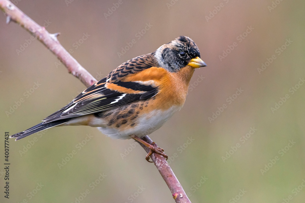Keep; Brambling; Fringilla montifringilla Keep; Brambling; Fringilla montifringilla