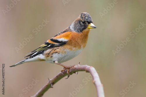 Keep; Brambling; Fringilla montifringilla