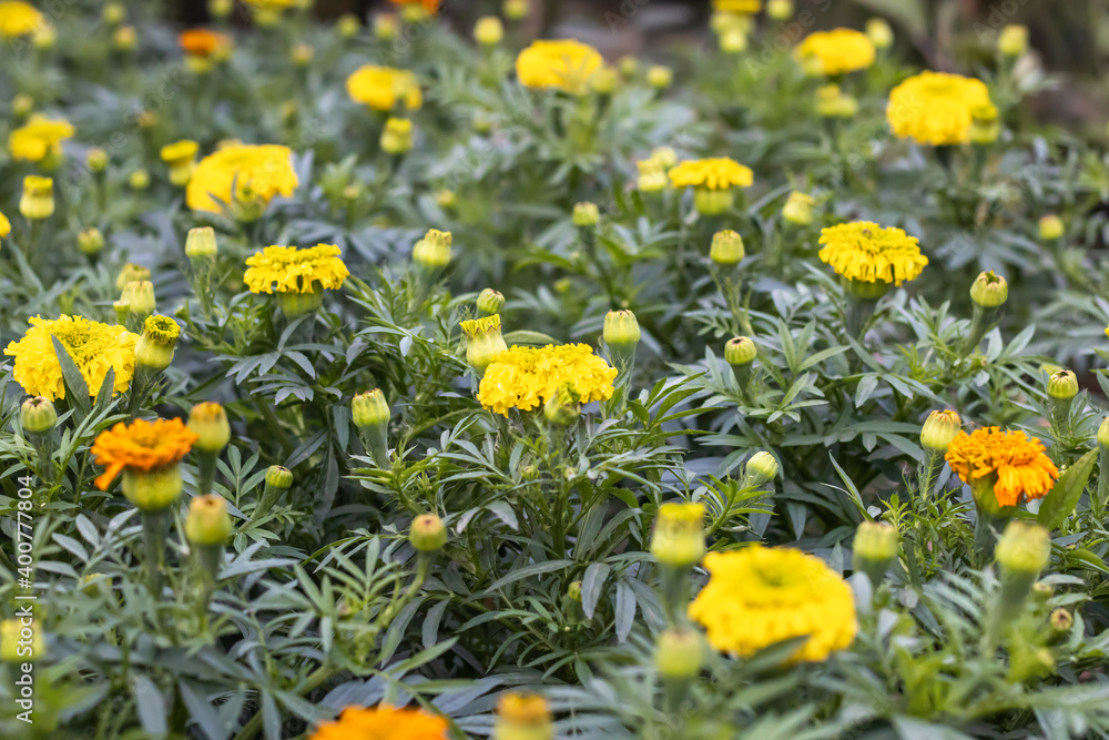 Garden of mexican marigold or yellow marigold with bloomed flowers and buds
