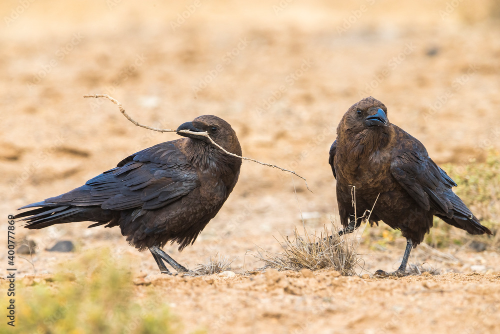 Obraz premium Bruinnekraaf, Brown-necked Raven, Corvus ruficollis