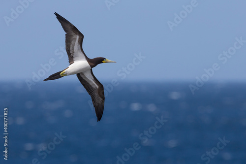 Fotografie Bruine Gent, Brown Booby, Sula leucogaster