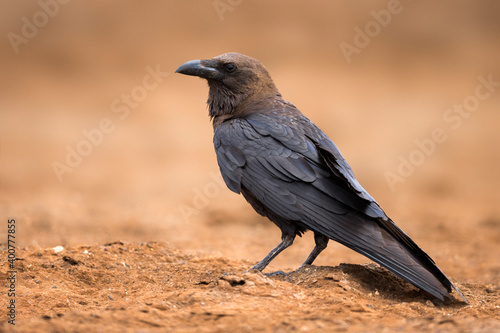 Bruinnekraaf, Brown-necked Raven, Corvus ruficollis