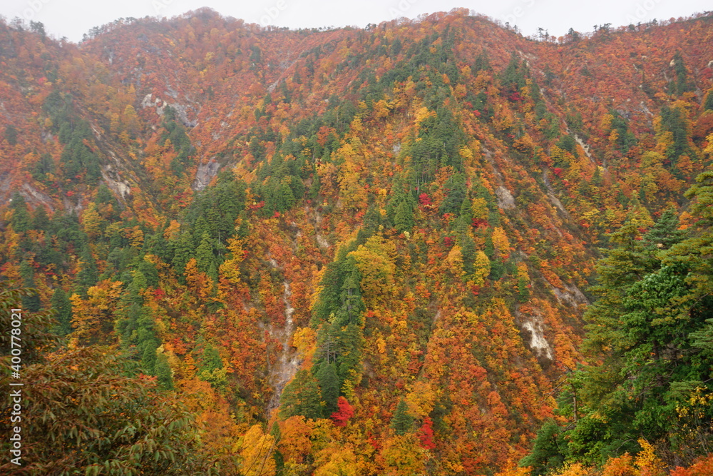 Beautiful autumn view of Shirakami Sanchi nature reserve in Aomori prefecture, Japan - 白神山地 紅葉 青森県 中津軽郡 日本 Beautiful autumn view of Shirakami Sanchi nature reserve in Aomori prefecture, Japan - 白神山地 紅葉 青森県 中津軽郡 日本