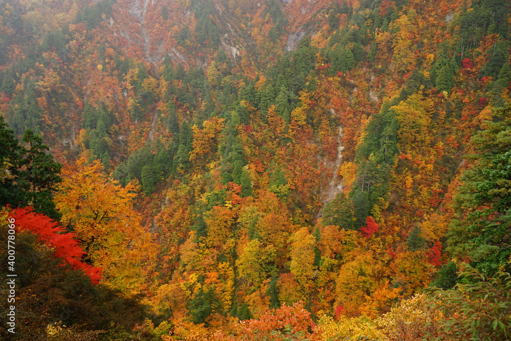 Beautiful autumn view of Shirakami Sanchi nature reserve in Aomori prefecture, Japan - 白神山地 紅葉 青森県 中津軽郡 日本 Beautiful autumn view of Shirakami Sanchi nature reserve in Aomori prefecture, Japan - 白神山地 紅葉 青森県 中津軽郡 日本