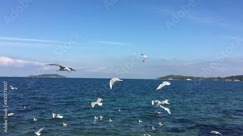 seagulls on the sea, seagulls flying above sea, seagulls looking for food, feeding birds, sunset view by the sea