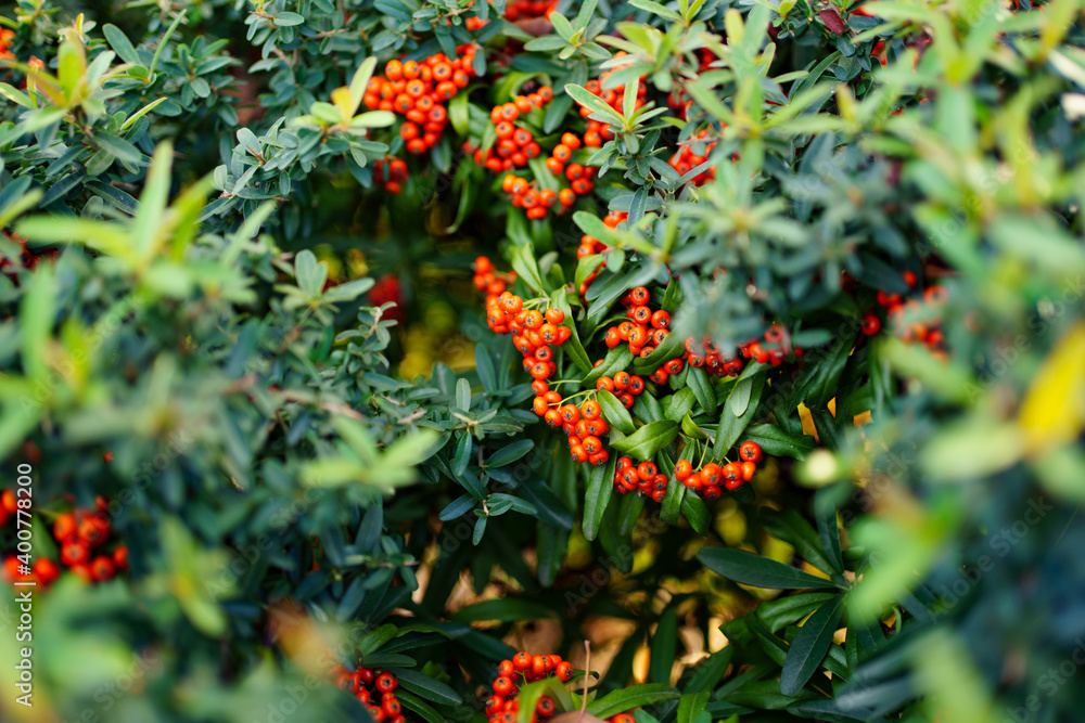 decorative rowan shrub with orange berries. beauty of nature. decorative rowan shrub with orange berries. beauty of nature.