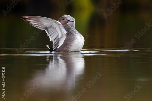 Krakeend; Gadwall; Anas strepera photo