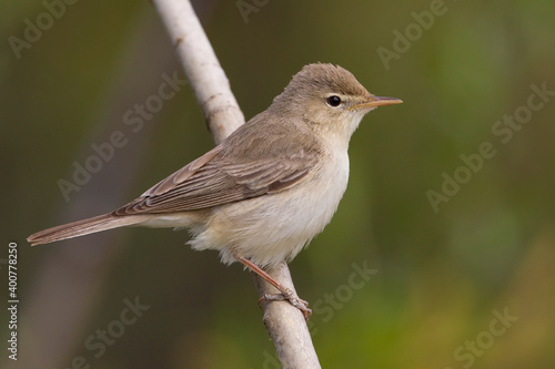 Oostelijke Vale Spotvogel; Eastern Olivaceous Warbler; Acrocephalus pallidus