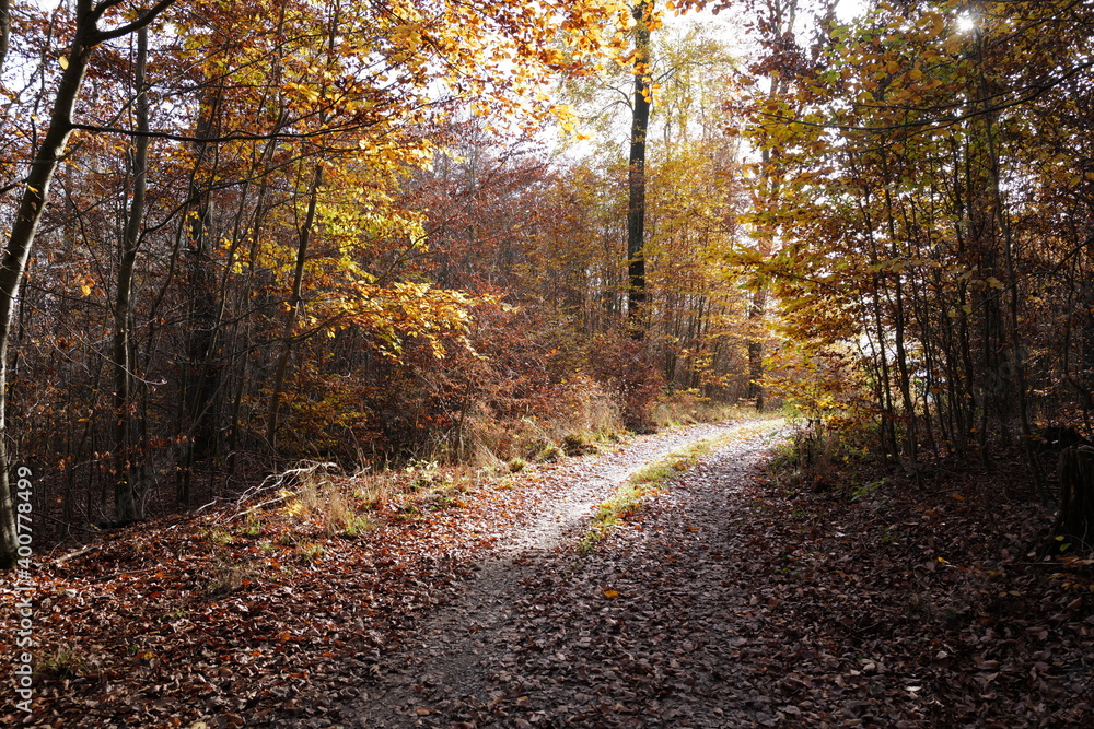 Fototapeta premium Herbstwald mit Sonne