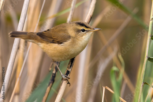 Photos Wenkbrauwkarekiet; Black-browed Reed Warbler; Acrocephalus bistrigiceps