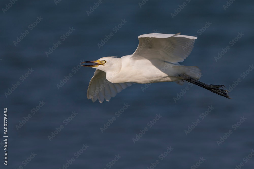 Koereiger, Cattle Egret, Bubulcus ibis Koereiger, Cattle Egret, Bubulcus ibis