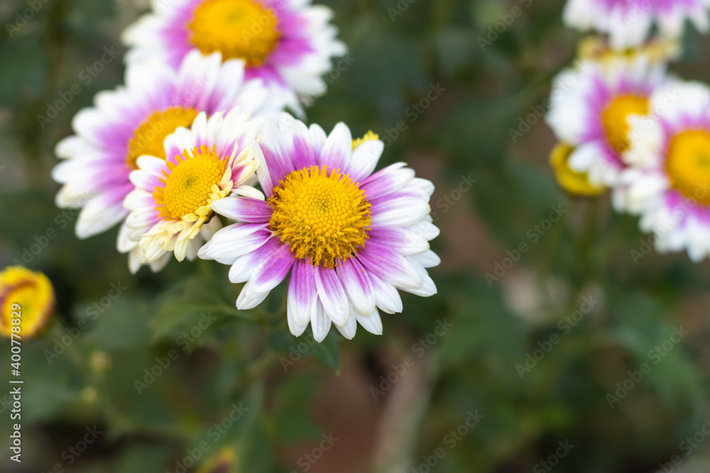 Pink yellow with white Aster alpinus or the alpine aster or alpine daisy flowers in the garden