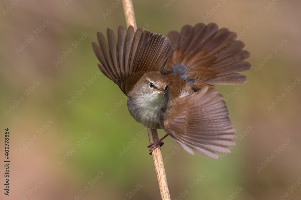 Cetti's Zanger; Cetti's Warbler; Cettia cetti