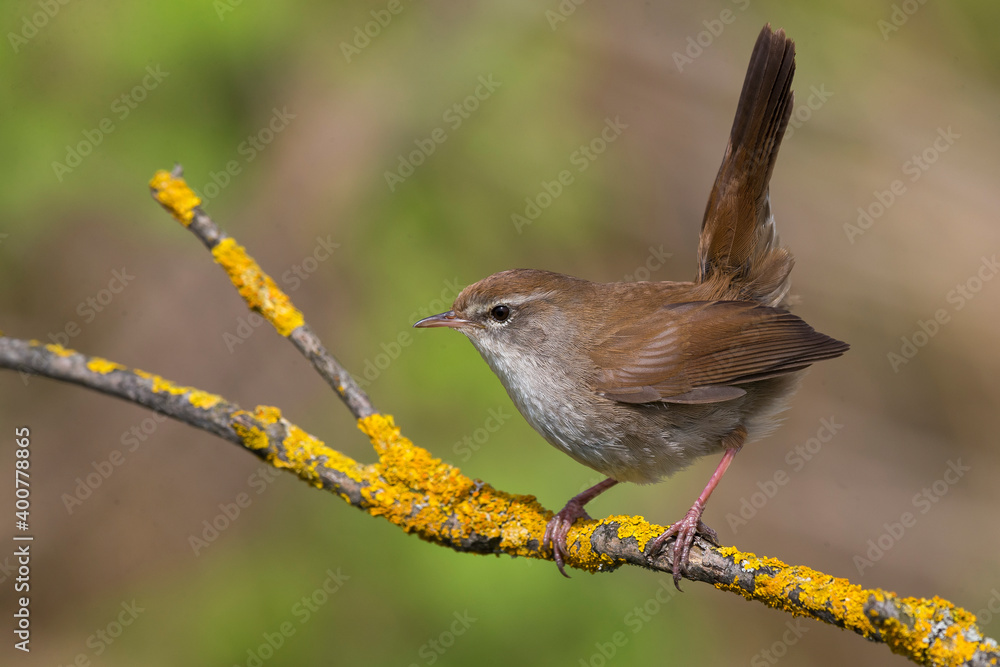 Cetti's Zanger; Cetti's Warbler; Cettia cetti