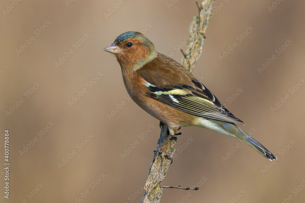 Vink; Chaffinch; Fringilla coelebs Vink; Chaffinch; Fringilla coelebs