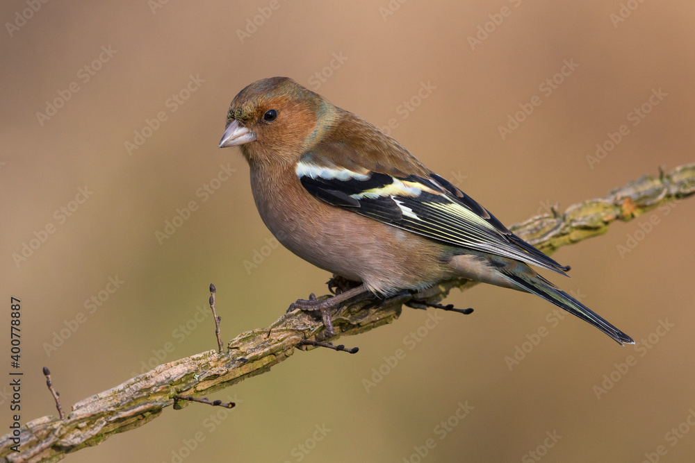 Vink; Chaffinch; Fringilla coelebs Vink; Chaffinch; Fringilla coelebs
