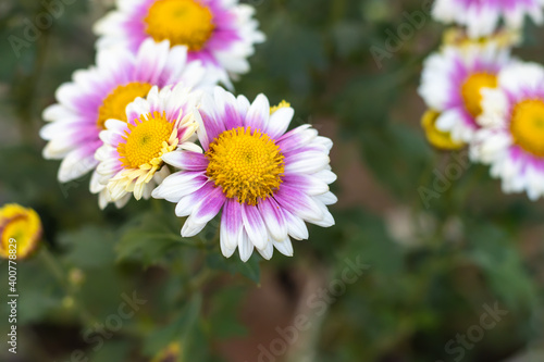 Pink yellow with white Aster alpinus or the alpine aster or alpine daisy flowers in the garden