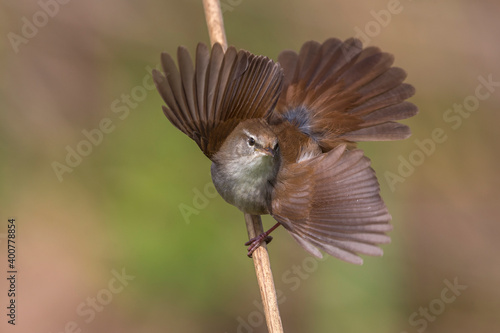 Obraz na płótnie Cetti's Zanger; Cetti's Warbler; Cettia cetti w salonie