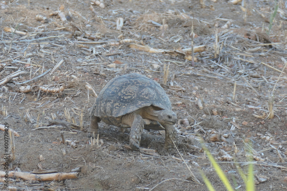 Pantherschildkröte, Stigmochelys pardalis, weit verbreitet in Afrika. Hier fotografiert in Oudtshoorn, Südafrika Pantherschildkröte, Stigmochelys pardalis, weit verbreitet in Afrika. Hier fotografiert in Oudtshoorn, Südafrika