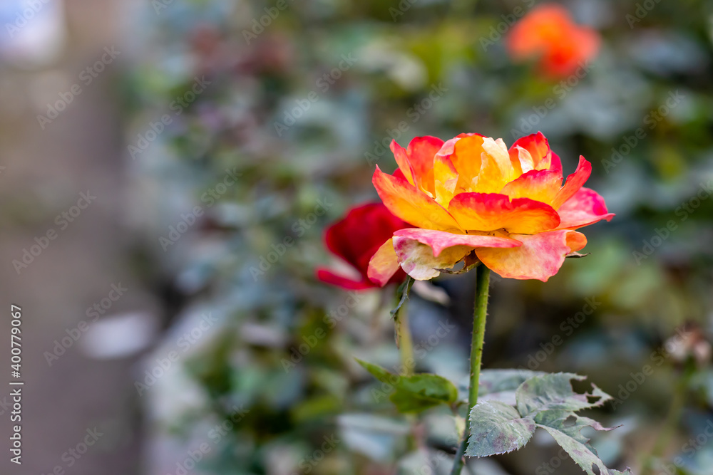 Red and yellow multicolored bloomed rose in the garden with green leaves Red and yellow multicolored bloomed rose in the garden with green leaves