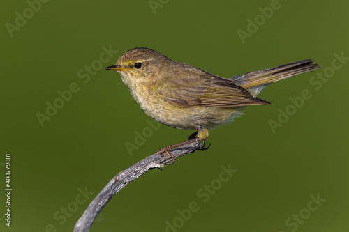 Tjiftjaf, Common Chiffchaff, Phylloscopus collybita