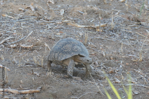 Pantherschildkröte, Stigmochelys pardalis, weit verbreitet in Afrika. Hier fotografiert in Oudtshoorn, Südafrika photo