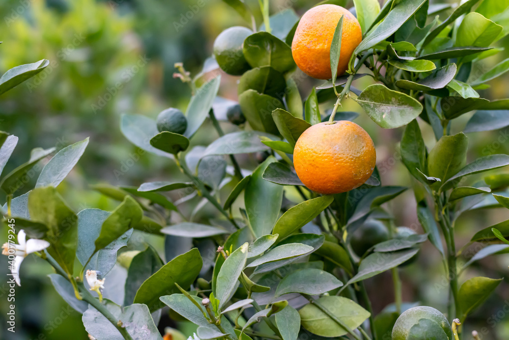 Ripe and raw Tangerine or Mandarin hanging on the tree with green leaves in the fruit garden