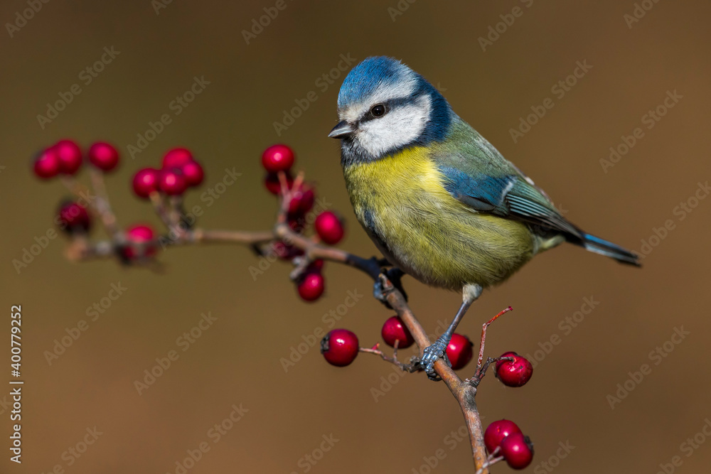 Pimpelmees; Blue Tit; Cyanistes caeruleus