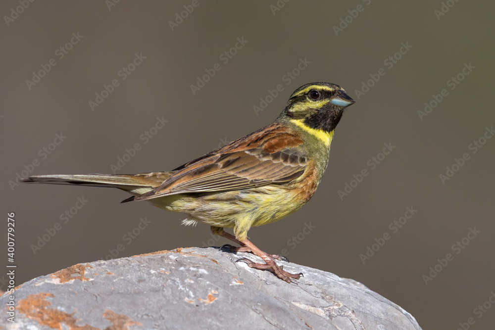 Cirlgors; Cirl Bunting; Emberiza cirlus