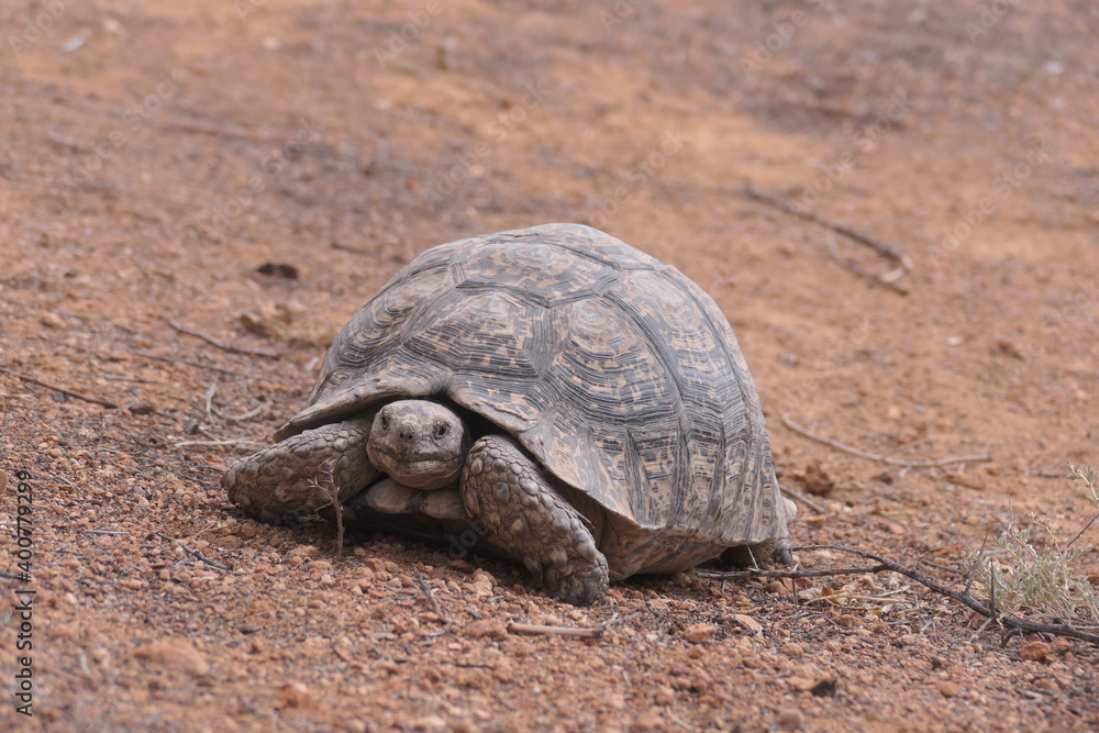 Obraz premium Pantherschildkröte, Stigmochelys pardalis, weit verbreitet in Afrika. Hier fotografiert in Oudtshoorn, Südafrika