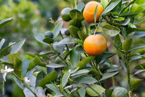 Ripe and raw Tangerine or Mandarin hanging on the tree with green leaves in the fruit garden