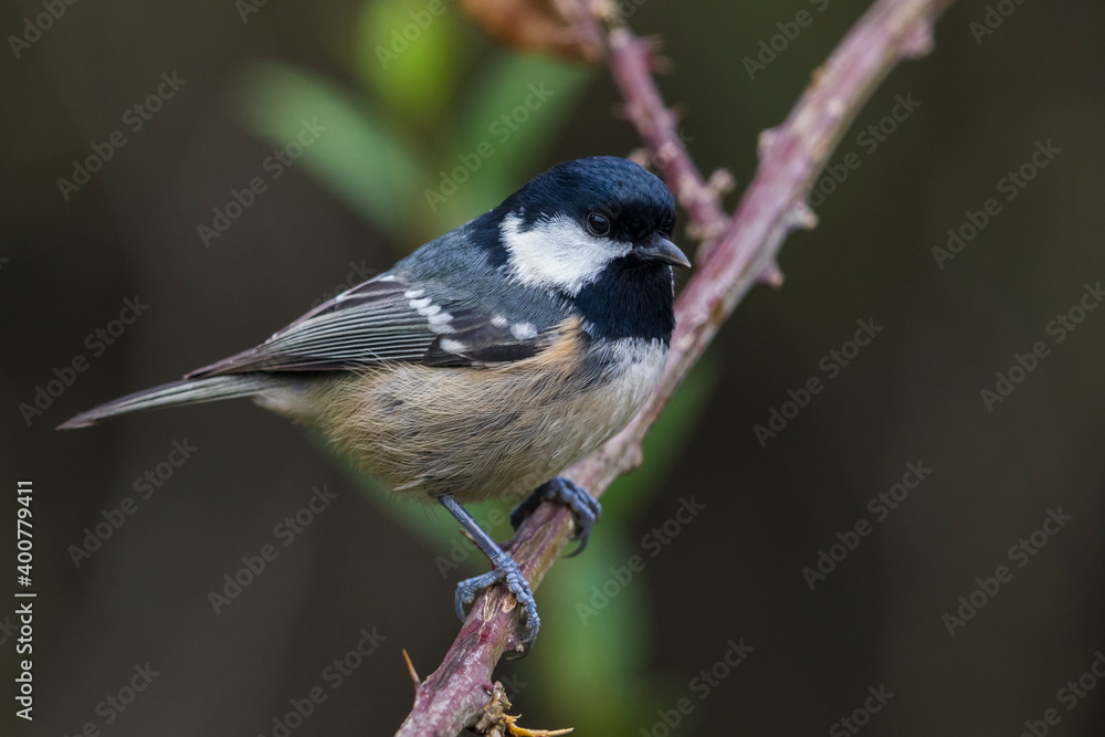 Fototapeta premium Zwarte Mees; Coal Tit; Periparus ater