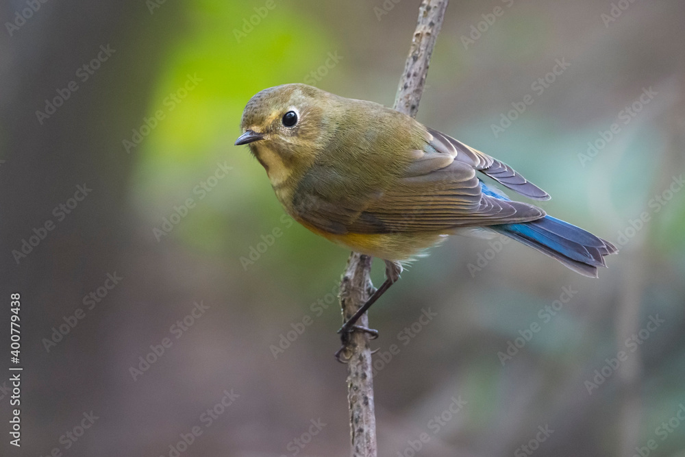 Obraz premium Blauwstaart; Red-flanked Bluetail; Tarsiger cyanurus