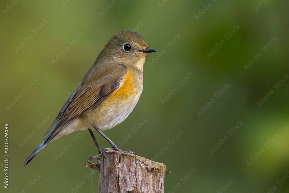 Blauwstaart; Red-flanked Bluetail; Tarsiger cyanurus Blauwstaart; Red-flanked Bluetail; Tarsiger cyanurus