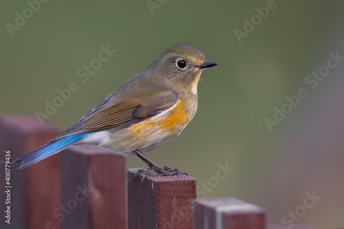 Blauwstaart; Red-flanked Bluetail; Tarsiger cyanurus photo