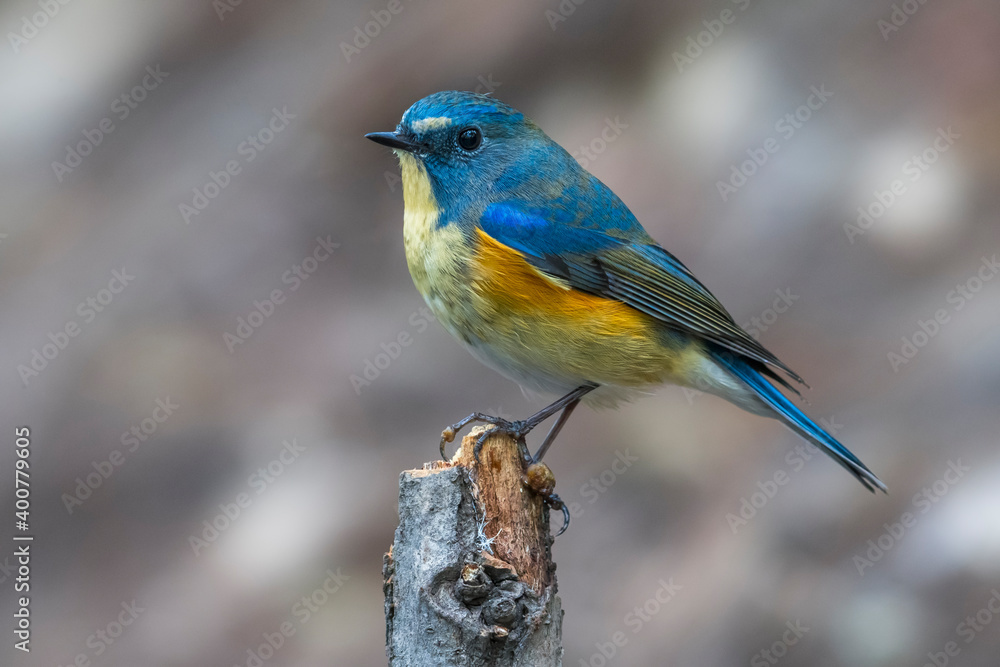 Fototapeta premium Blauwstaart; Red-flanked Bluetail; Tarsiger cyanurus
