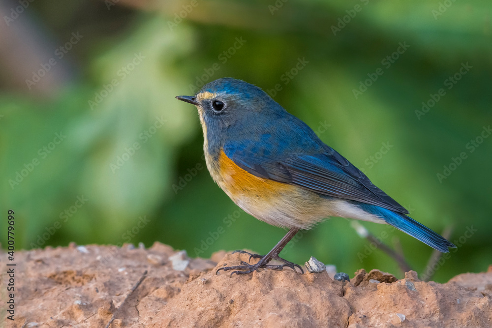 Blauwstaart; Red-flanked Bluetail; Tarsiger cyanurus Blauwstaart; Red-flanked Bluetail; Tarsiger cyanurus