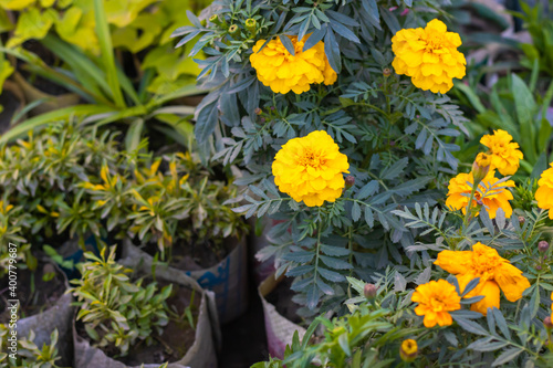 Yellow marigold flower with buds in the nursery © Xookits
