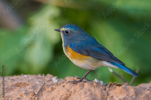 Blauwstaart  Red-flanked Bluetail  Tarsiger cyanurus © AGAMI