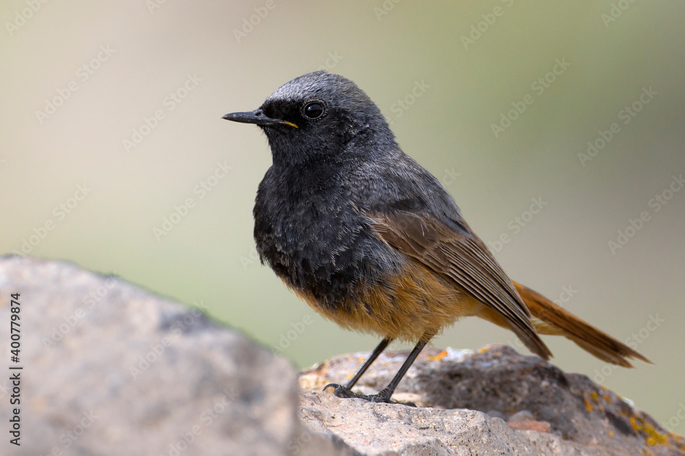Zwarte Roodstaart, Black Redstart; Phoenicurus ochruros Zwarte Roodstaart, Black Redstart; Phoenicurus ochruros