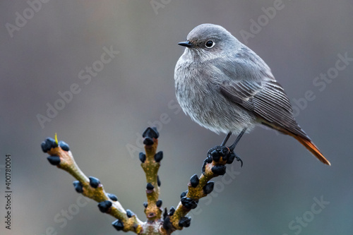 Zwarte Roodstaart, Black Redstart, Phoenicurus ochruros photo