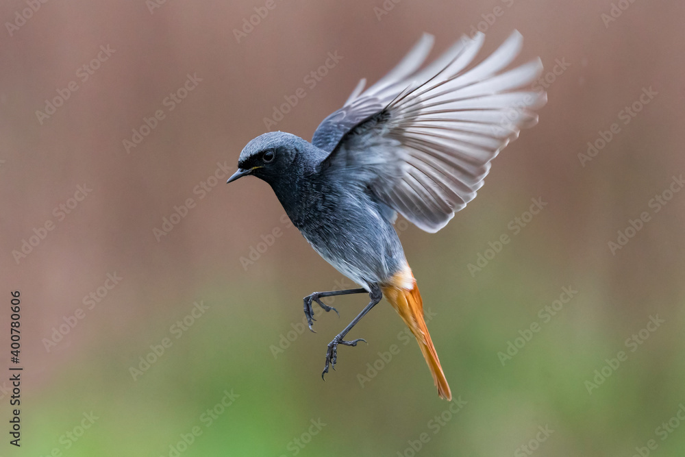 Zwarte Roodstaart, Black Redstart, Phoenicurus ochruros